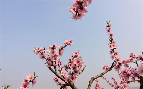 桃花來的徵兆|【桃花是什麼意思】認識桃花運：想知道「桃花」的真實涵義嗎？